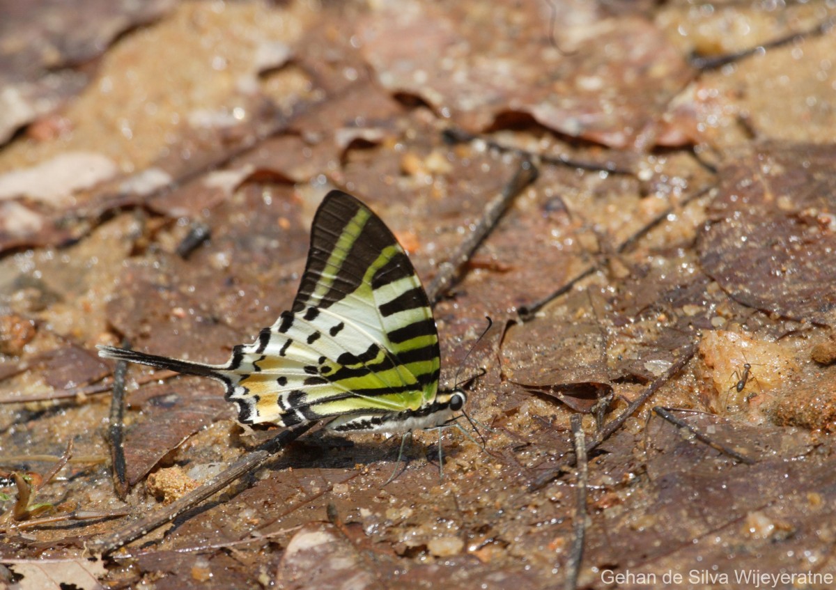 Graphium nomius Esper, 1784